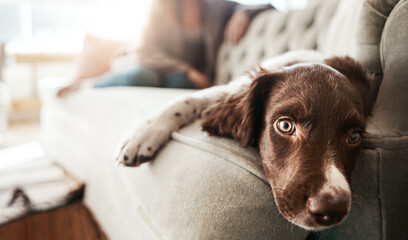 Adorable sad dog, relax and sofa lying bored in the living room looking cute or tired with fur at home. Portrait of relaxed animal, pet or puppy with paws on the couch interior relaxing at the house