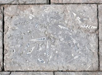 Paving slabs, fossilized shells, texture of fossils, close-up