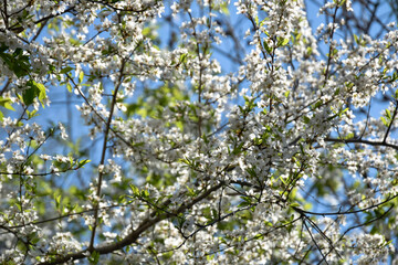 Branches of cherry blossoms in garden in springtime. Blooming Cherry Blossoms against blue sky. Early Spring. Selective focus.