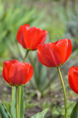 Fototapeta premium Bright red tulips on green grass background in garden. Beauty in nature, spring flowers. Vertical photo. Selective focus.