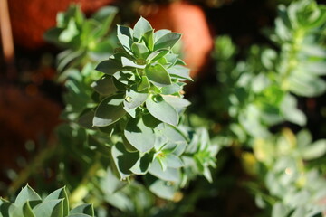 Euphorbia myrsinites Wilczomlecz mirtowaty