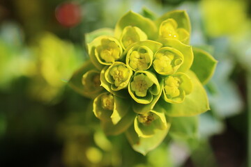 Euphorbia myrsinites Wilczomlecz mirtowaty - obrazy, fototapety, plakaty