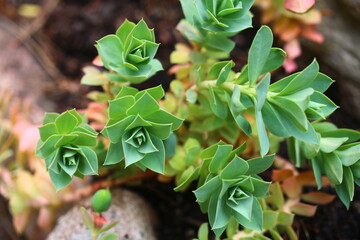 Euphorbia myrsinites Wilczomlecz mirtowaty - obrazy, fototapety, plakaty