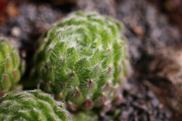 Naklejka premium Sempervivum ciliosum BORISSI Rojnik wełnisty Borisii