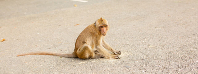 A monkey eats a banana on the street in Thailand. Cheeky macaque in the city area. Wildlife scene with wild animals.