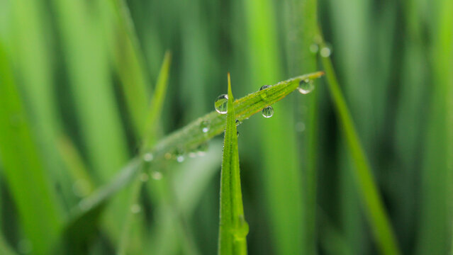 This is emun in the morning on rice leaves, taking it in one of the rice fields in Aceh, Indonesia