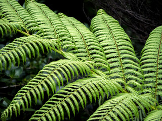 Tree fern (Dicksonia squarrosa) frond on dack background