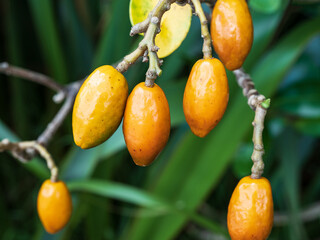 Karaka tree (Corynocarpus laevigatus) berries, closeup