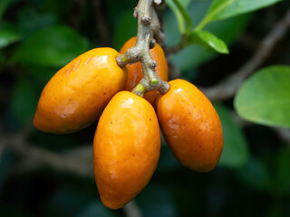 Karaka tree (Corynocarpus laevigatus) berries, closeup