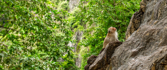 Monkeys in nature in the jungle of Thailand. A flock of monkeys on the rocks. Wildlife scene with wild animals.