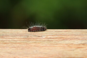 Hairy Caterpillar butterfly on a wooden pillar pole