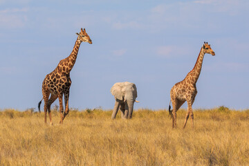 Giraffe and elephant in th Etosha National Park in Namibia.