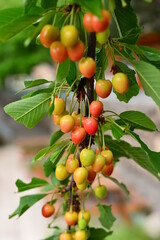 Fresh cherries on the tree branch, in pink and light yellow colors.