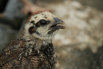 Red Jungle Fowl Chicken Rooster in a park farm