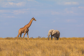 Naklejka na ściany i meble Giraffe and elephant in th Etosha National Park in Namibia.
