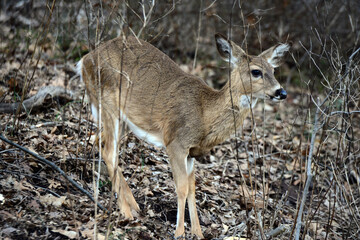 deer in the woods