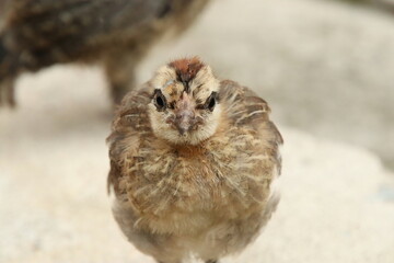 Red Jungle Fowl Chicken Rooster in a park farm