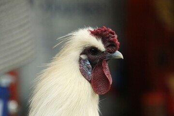 Red Jungle Fowl Chicken Rooster in a park farm