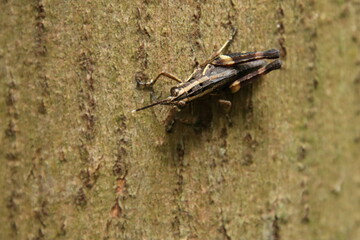Spur Throated Grasshopper on a tree trunk