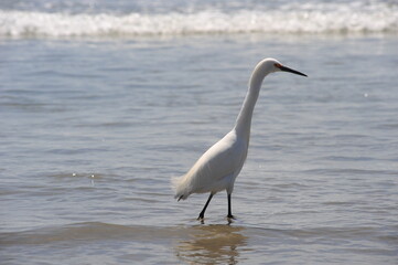 great white heron