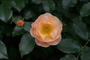 orange rose in the garden
