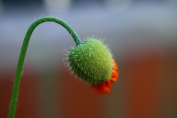 Obraz premium Meconopsis cambrica MURIEL BROWN Mekonops walijski Muriel Brown