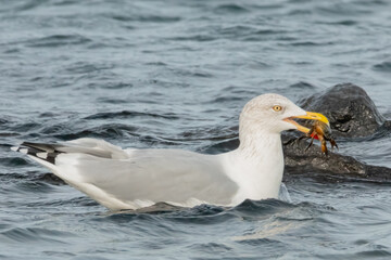 Schwimmende Möwe mit einer Krabbe im Schnabel