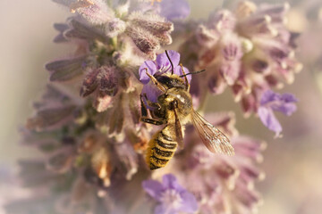 Closeup on a brown Mediterranean leafcutter solitary bee, Megachile melanopyga, drinking nectar from purple Perovskia yangii flower