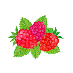 Red raspberries painted in oil and isolated on a white background.