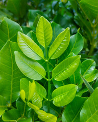 Kohekohe leaf - New Zealand native tree