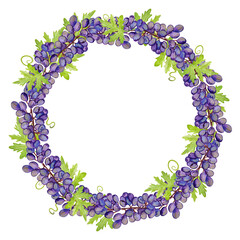 A wreath of grapes and grape leaves painted in watercolor on a white background.