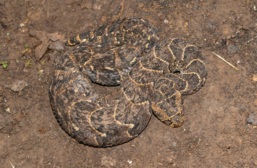 Puff adder (Bitis arietans)