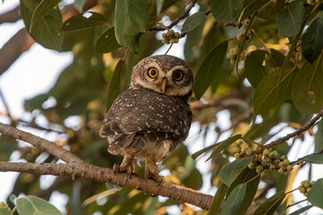 Spotted owlet or Athene brama observed in Hampi in Karnataka, India