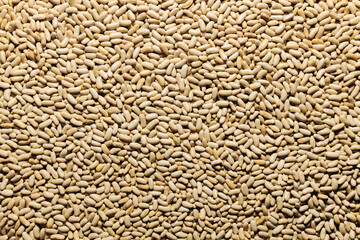 Bean seeds background. Healthy food. Collection, storage and preparation of seeds for planting. Beans are a source of protein.