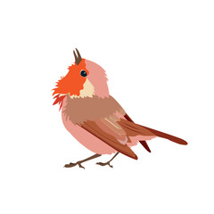 A vector illustration of a robin redbreast on a white isolated background.