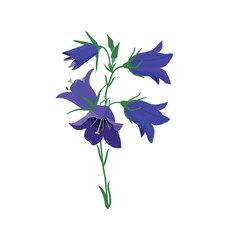 Beautiful bluebell flower on white background.Purple freesia flowers in vector.