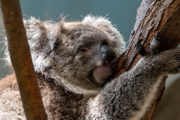 Koala in captivity at Longleat Safari Park in Wiltshire, UK
