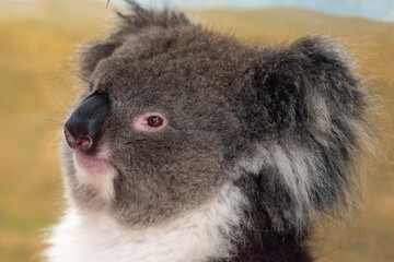 Fototapeta premium Koala in captivity at Longleat Safari Park in Wiltshire, UK