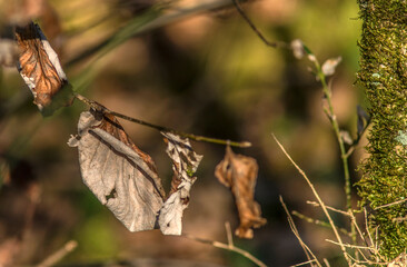 Feuilles hivernales au col de la Pérouse à Ceyzériat, Ain, France