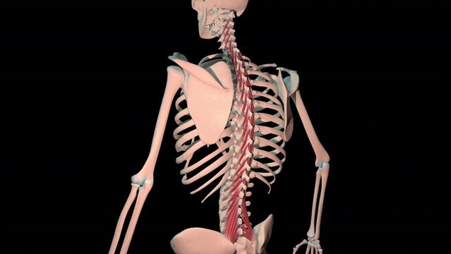 Multifidus Muscles Full Rotation Loop