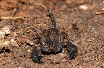 Tree Creeper (Opisthacanthus asper)