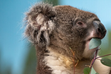 Koala in captivity at Longleat Safari Park in Wiltshire, UK