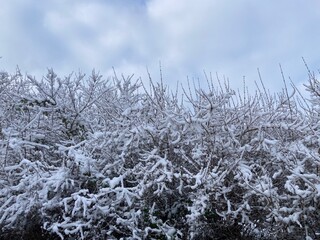 Snow covered branches of bushes in winter