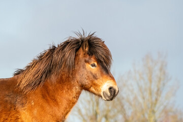 Head of a wild brown Exmoor pony, against a blue sky in the nature reserve in Fochteloo, Fall colors in winter. The Netherlands. Selective focus