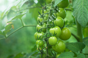 unripe cherry tomatoes in organic greenhouse on a blurred background of greenery. Eco-friendly natural products, rich fruit harvest. Close up macro. Selective focus.