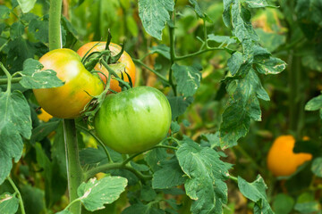 unripe red tomatoes in organic greenhouse on a blurred background. Eco-friendly natural products, rich fruit harvest. Close up macro. Selective focus.