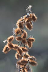 Xanthium strumarium (rough cocklebur, clotbur, common cocklebur, large cocklebur, woolgarie bur) is a species of annual plants of the family Asteraceae.