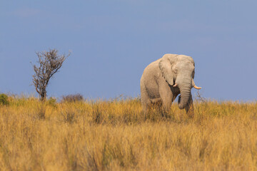 Obraz na płótnie Canvas Elephants in natural habitat in Etosha National Park in Namibia.