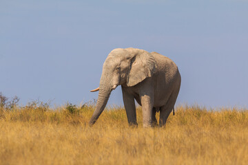 Naklejka na ściany i meble Elephants in natural habitat in Etosha National Park in Namibia.