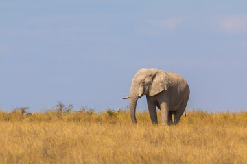Fototapeta na wymiar Elephants in natural habitat in Etosha National Park in Namibia.
